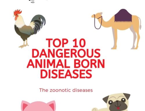 Top 10 dangerous animal born Viruses including Corona virus